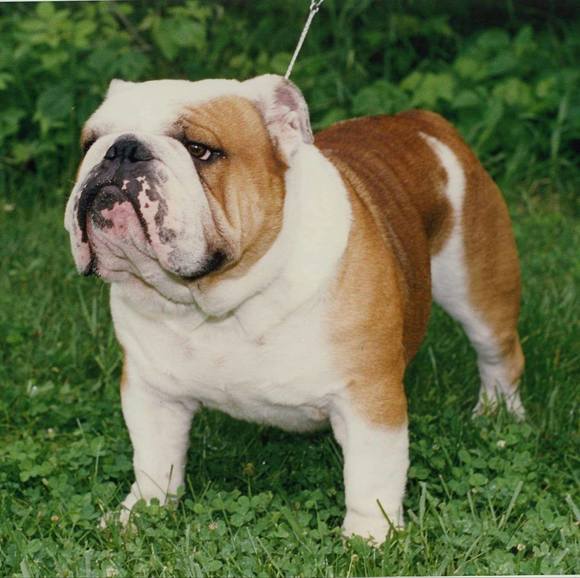 stlbulldog